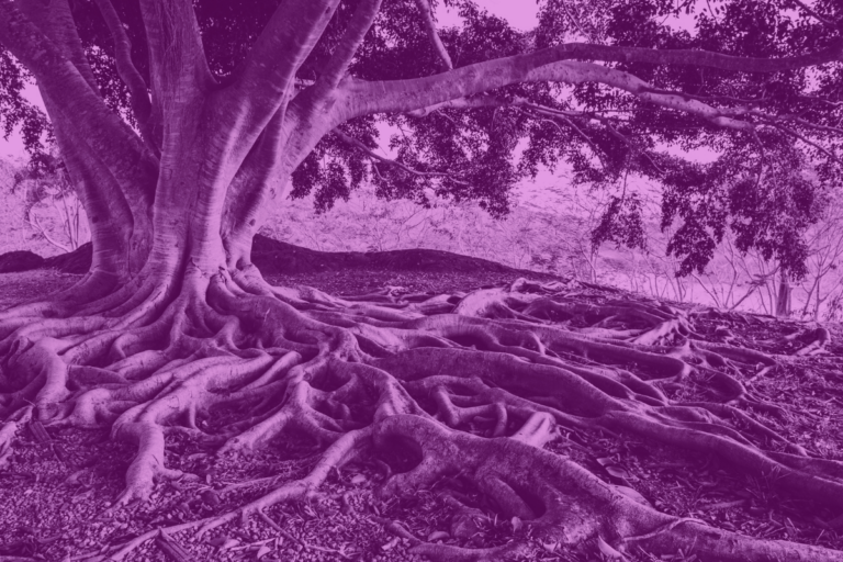 Zdjęcie przestawiające drzewo z rozrośniętymi korzeniami